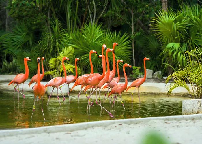 Jungala At Vidantaworld Riviera Maya Hotel 5*